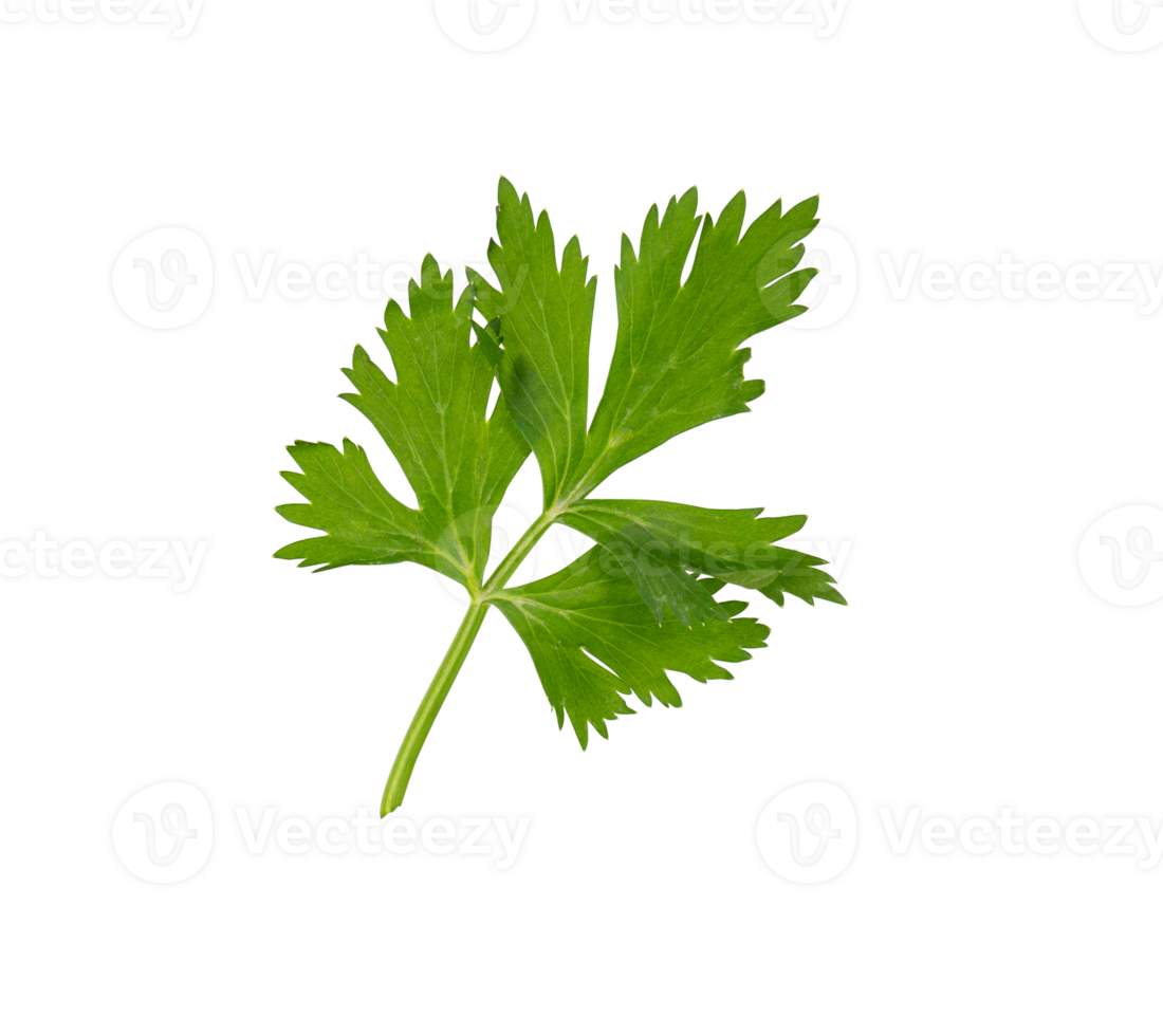 fresh soup leaf isolated element png