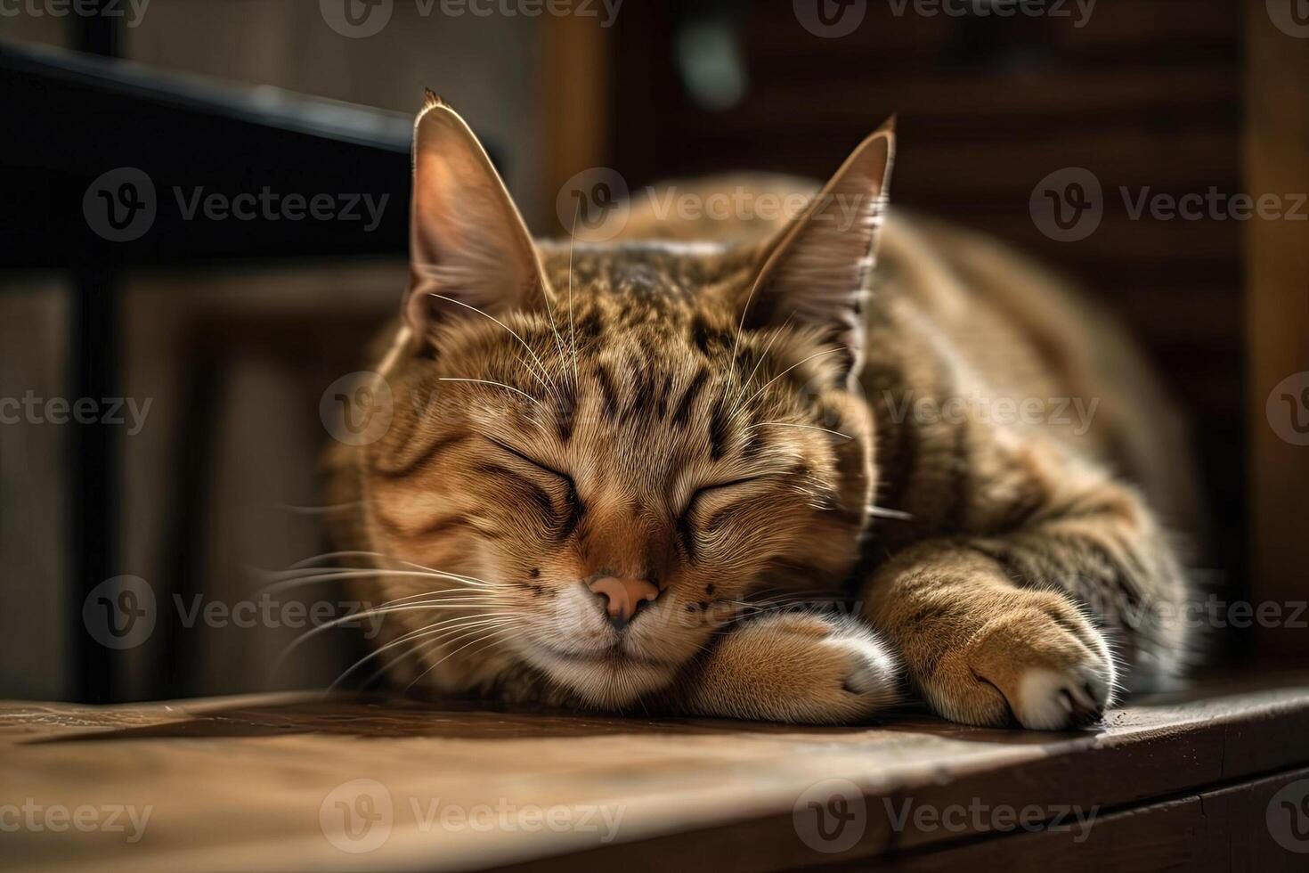 Cat sleeping in a funny position illustration photo