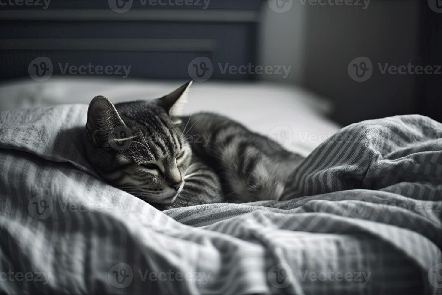 Cat sleeping in a funny position illustration photo