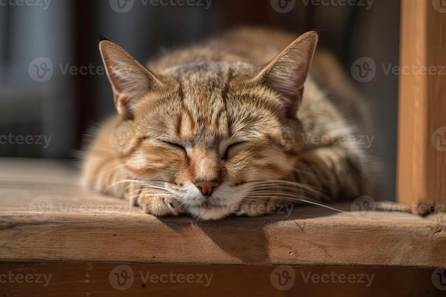 Cat sleeping in a funny position illustration photo
