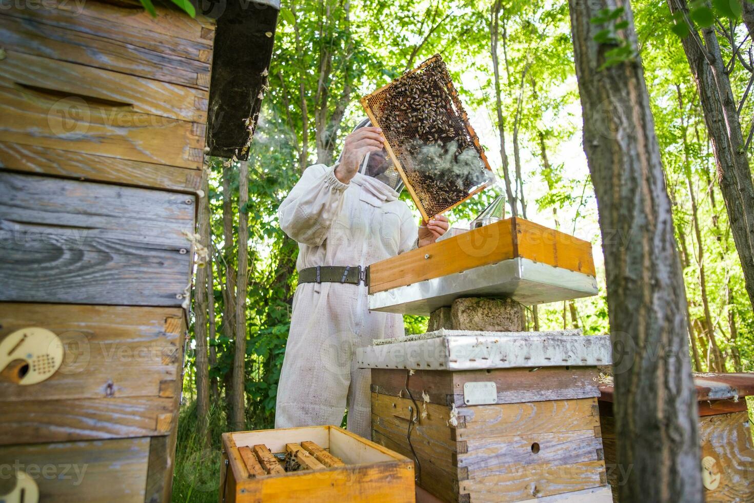 Beekeeper is examining his beehives photo