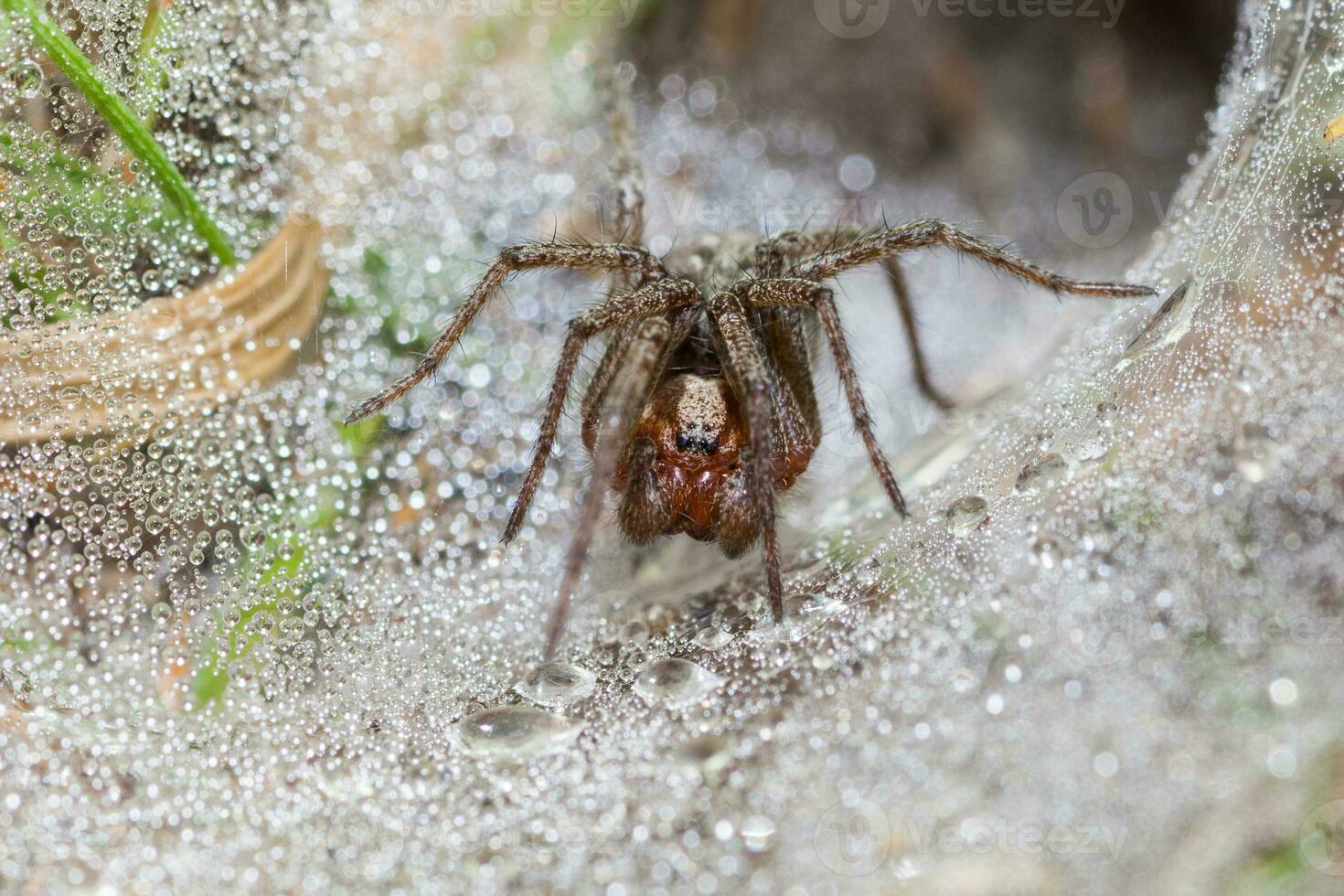 Close-up of a spider photo