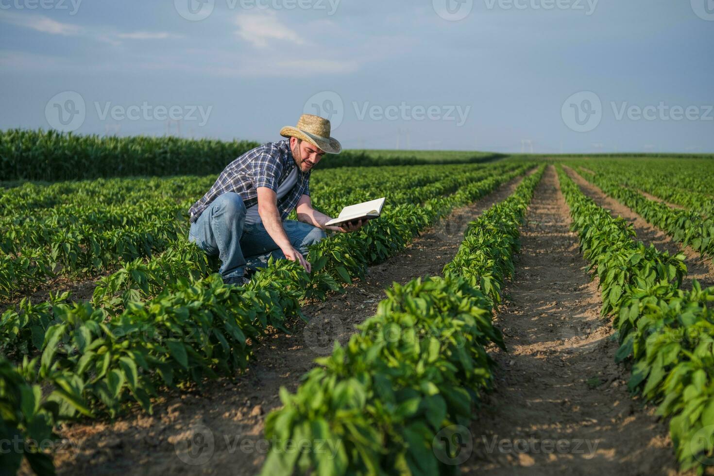 A farmer is examining his chili plantation photo