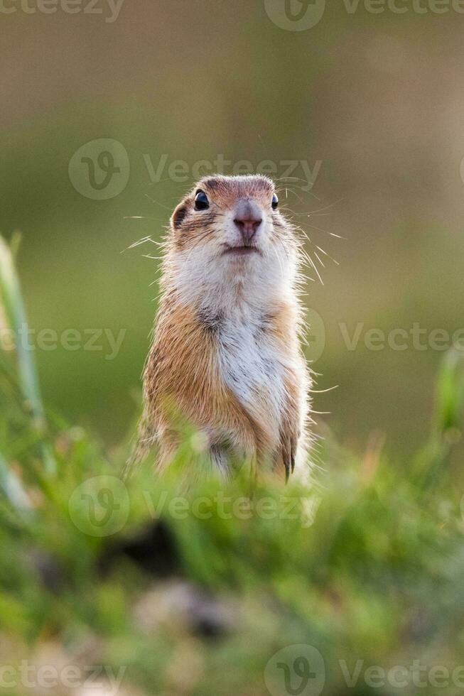 European ground squirrel photo