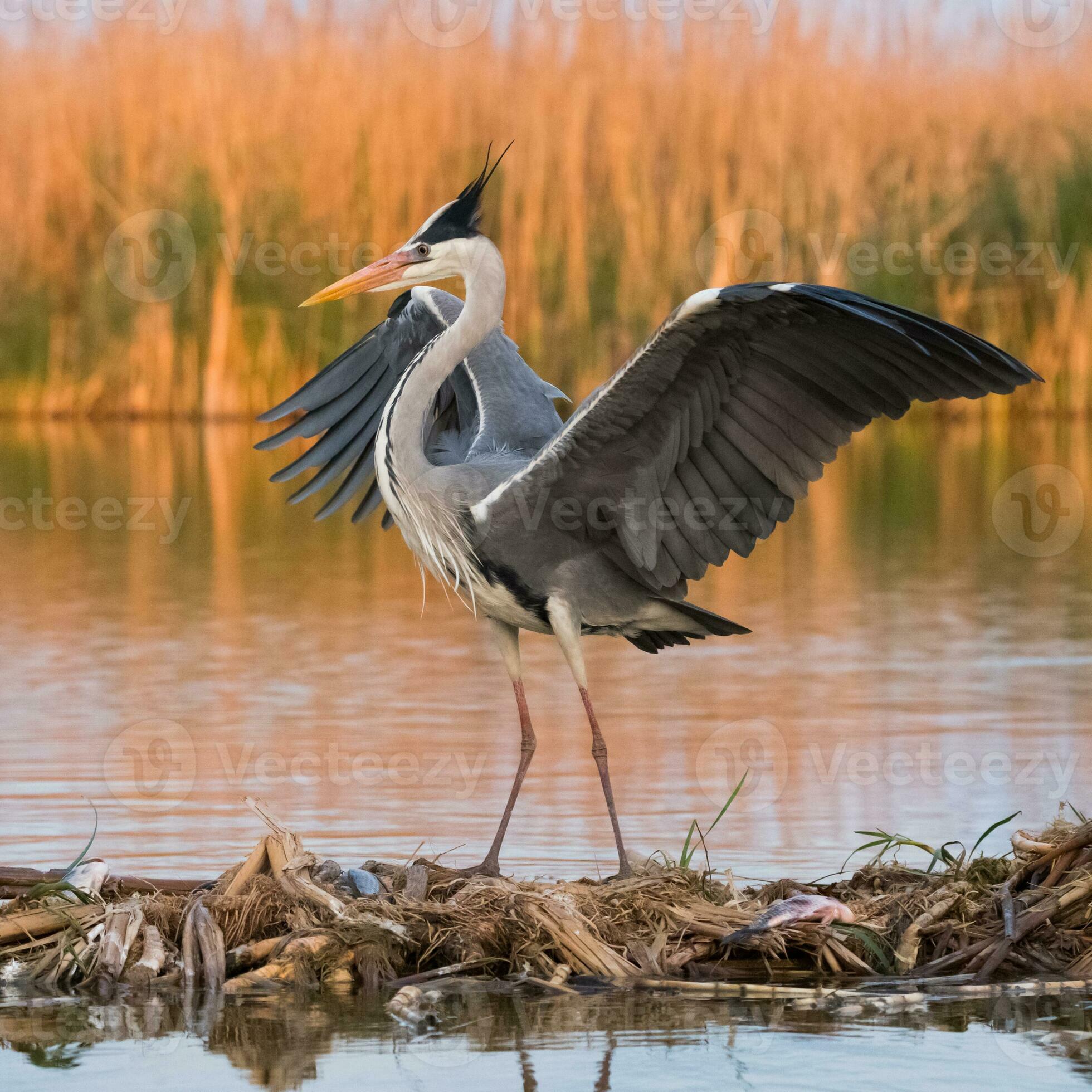 Grey heron in swamp. Bird behavior in natural habitat. 23938750 Stock ... Biology Diagrams
