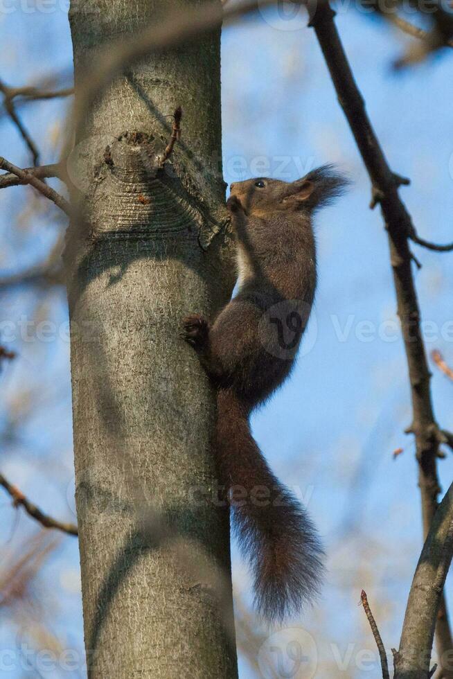 A red squirrel photo