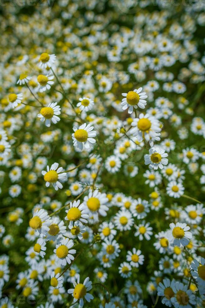 un campo con flores foto