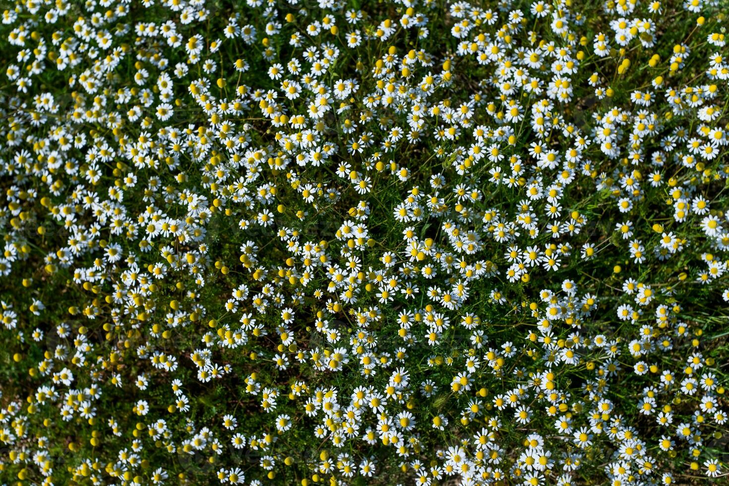 A field with flowers photo