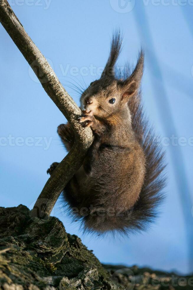 Red Squirrel, Sciurus vulgaris, Sciuridae photo