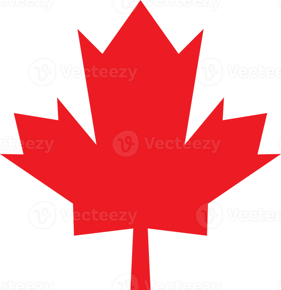 The maple leaf symbol for Canada day concept png