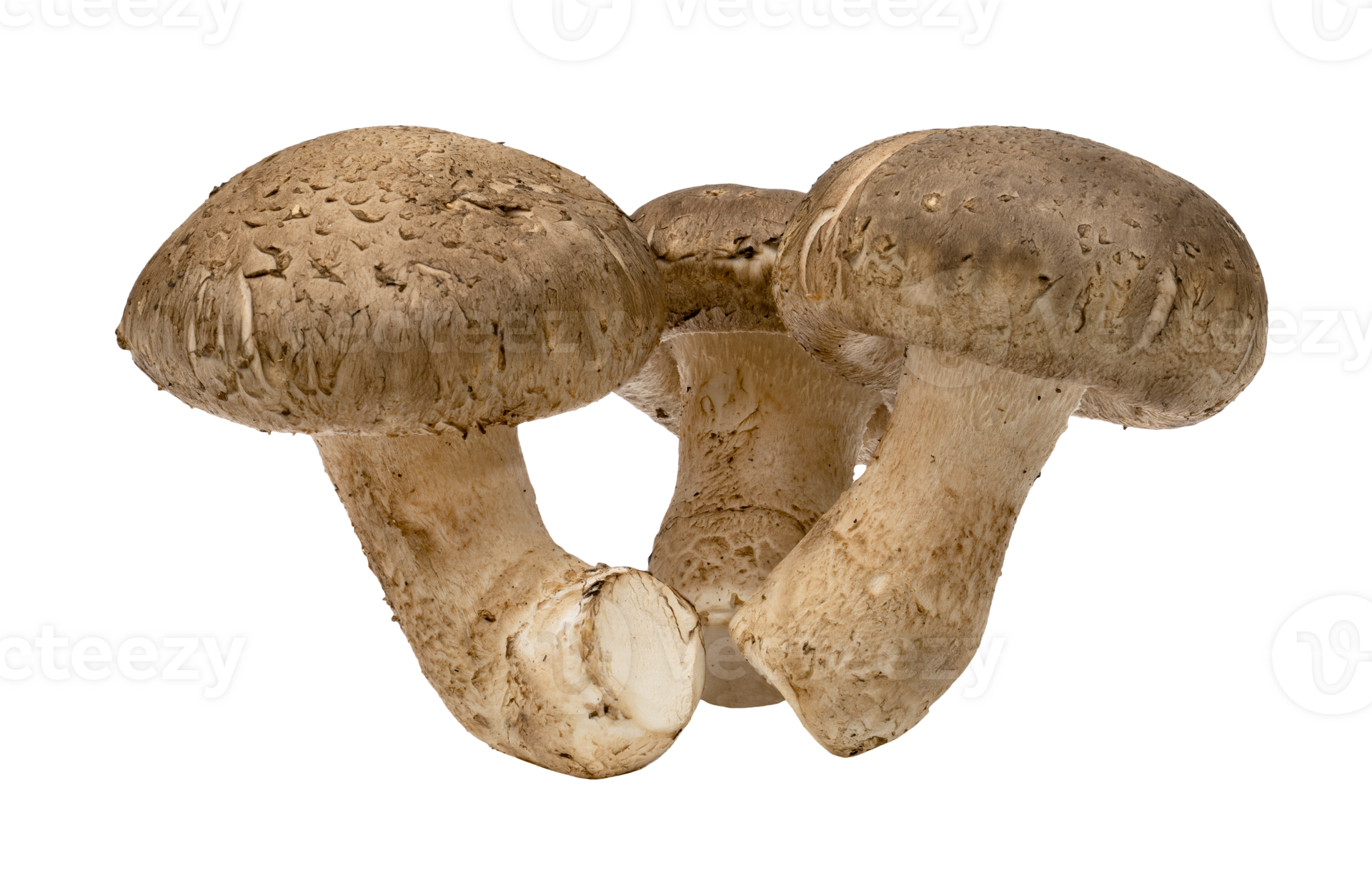 Shiitake mushrooms isolated. 23944626 PNG