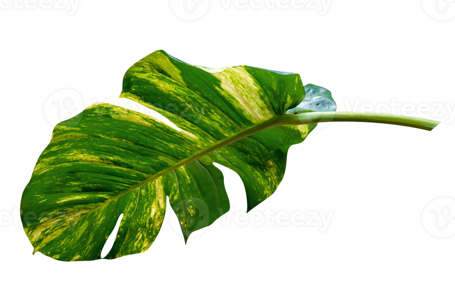green leaves pattern of Epipremnum aureum foliage isolated. leaf exotic tropical, Devil's ivy, Golden pothos png