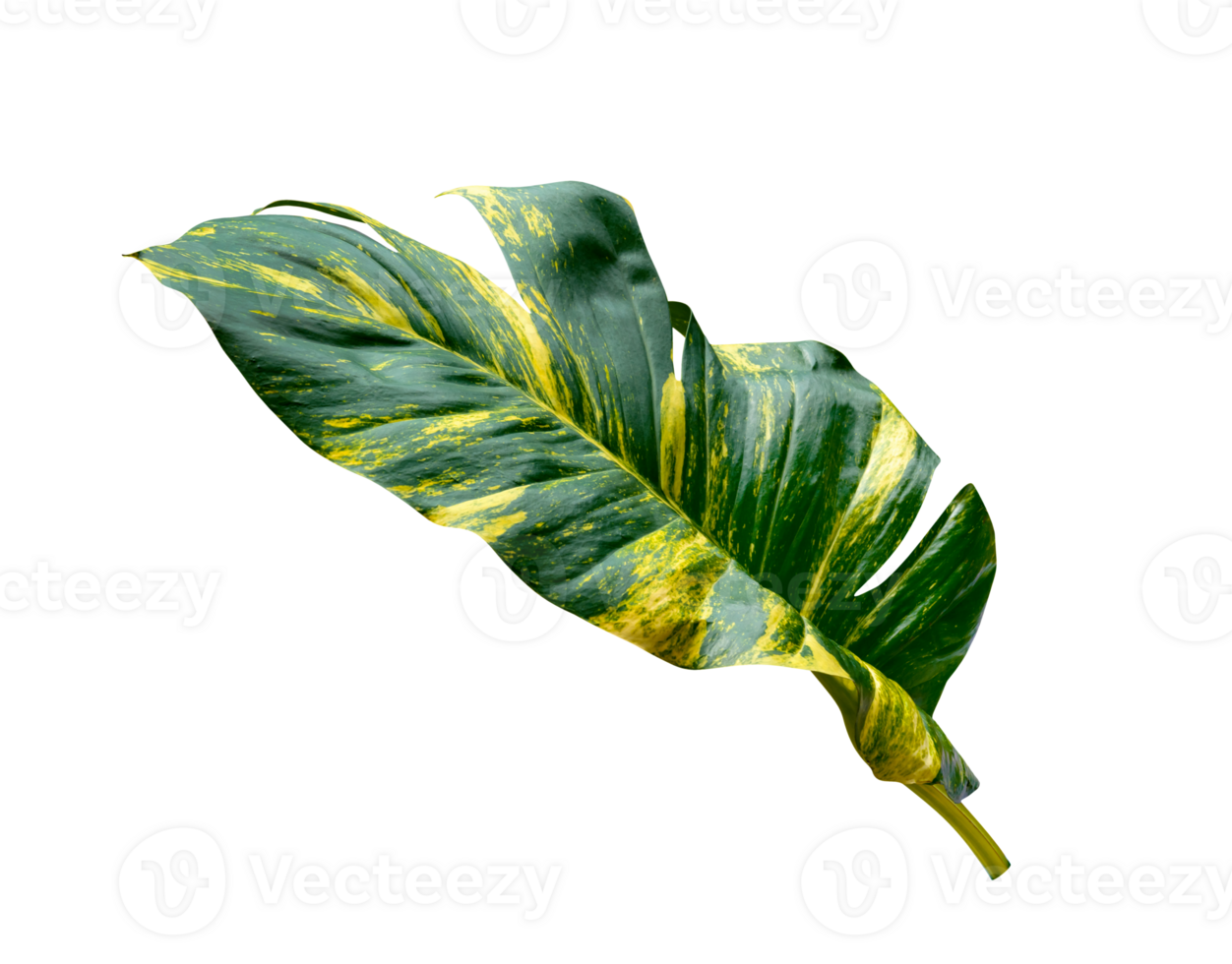 green leaves pattern of Epipremnum aureum foliage isolated. leaf exotic tropical, Devil's ivy, Golden pothos png