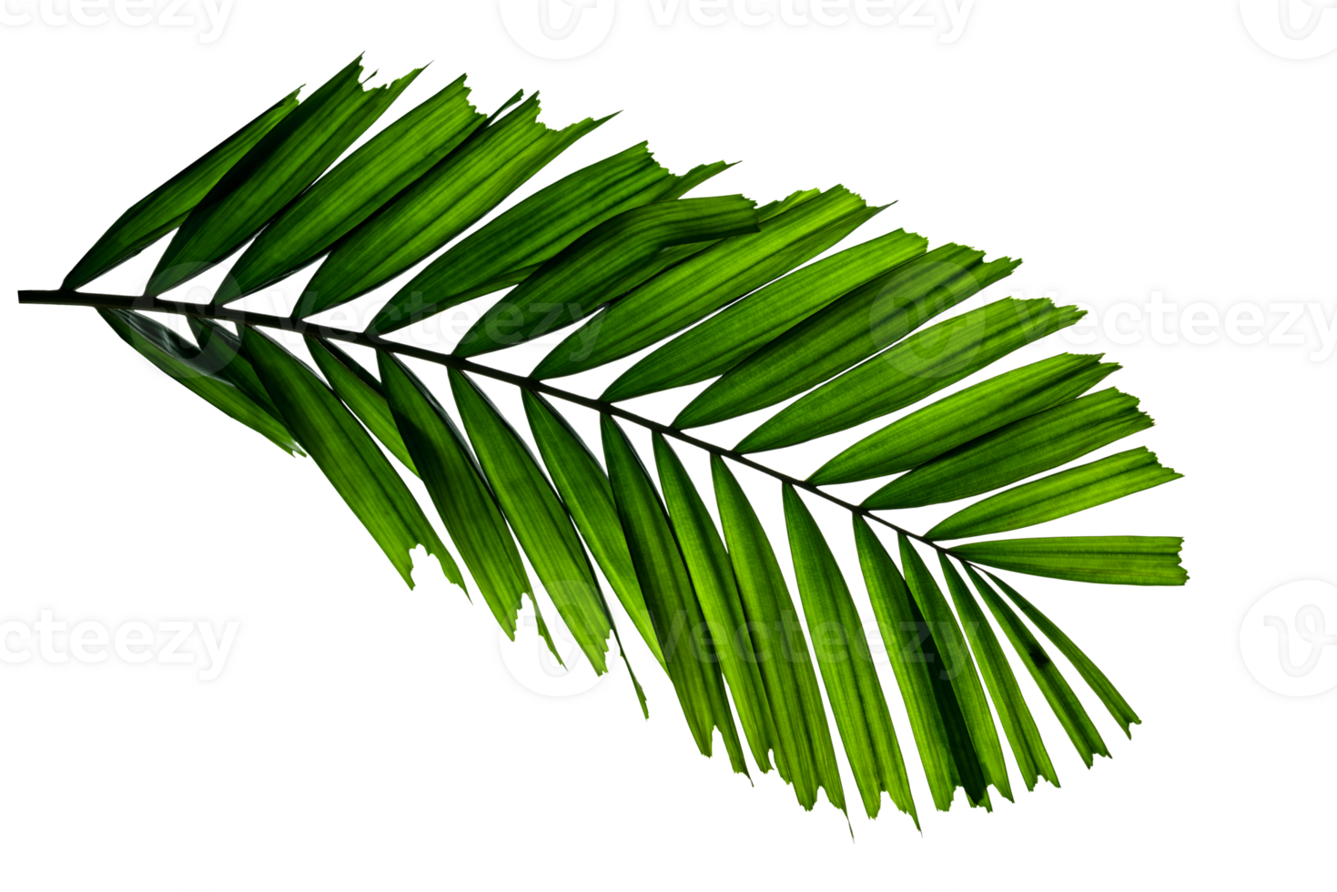 Green leaves pattern,tropical palm leaf isolated png