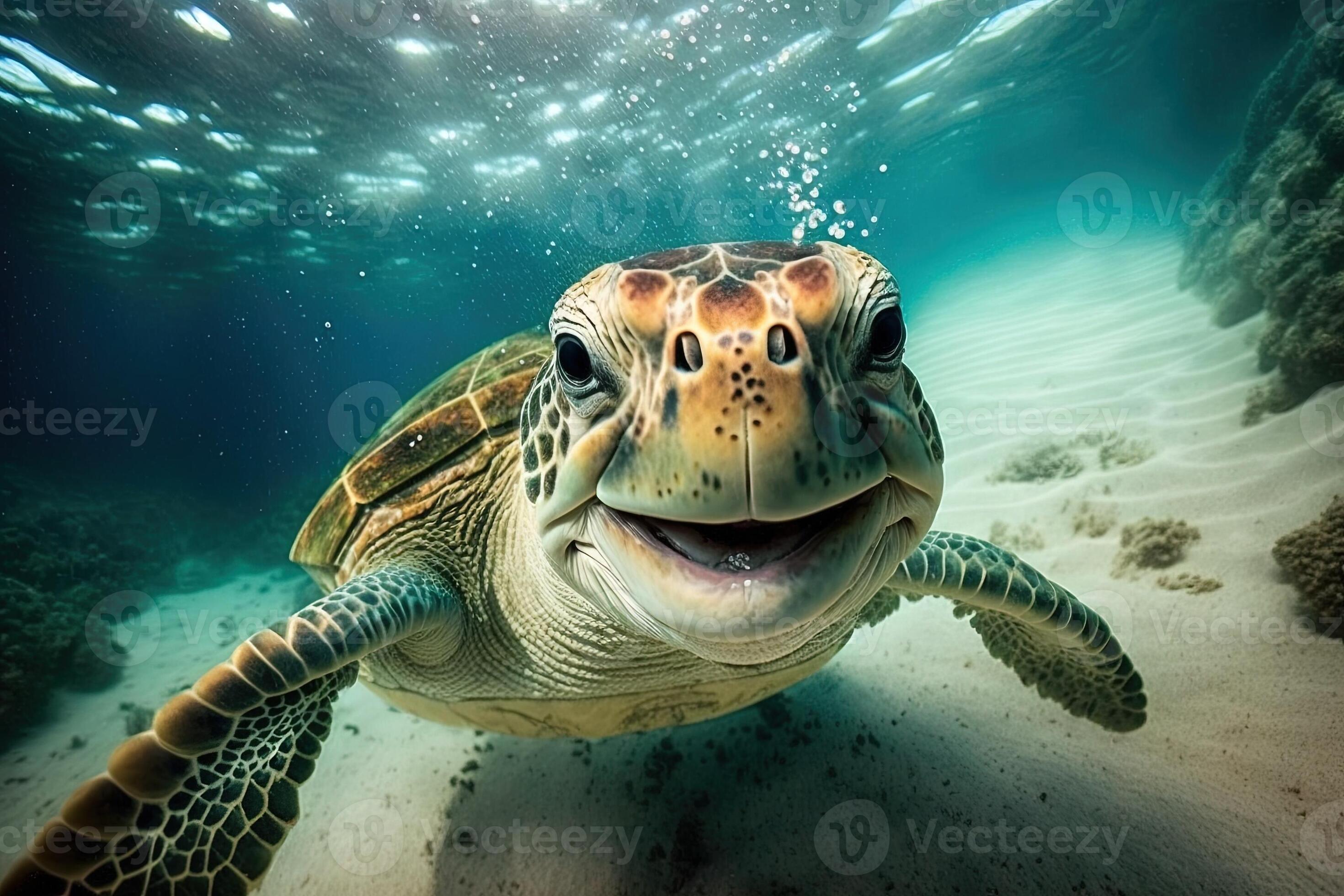 happy sea turtle underwater looking and you and smiling illustration