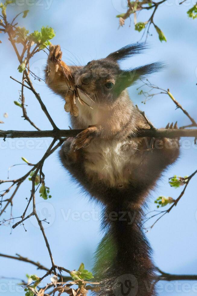 Red Squirrel, Sciurus vulgaris, Sciuridae photo