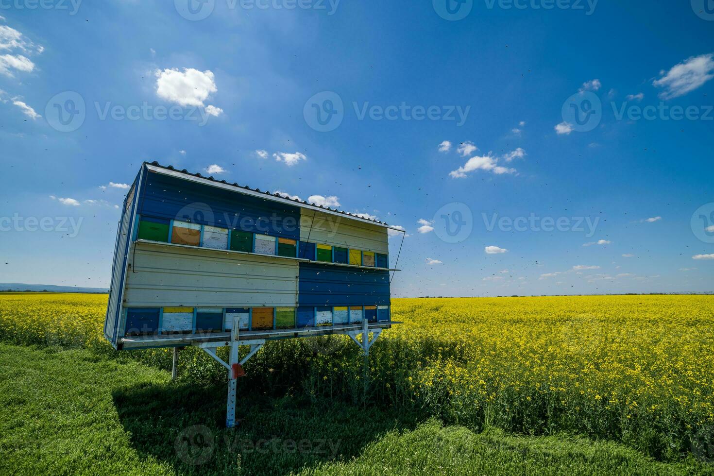 semillas oleaginosas violación campo y colmenas en un soleado día. foto