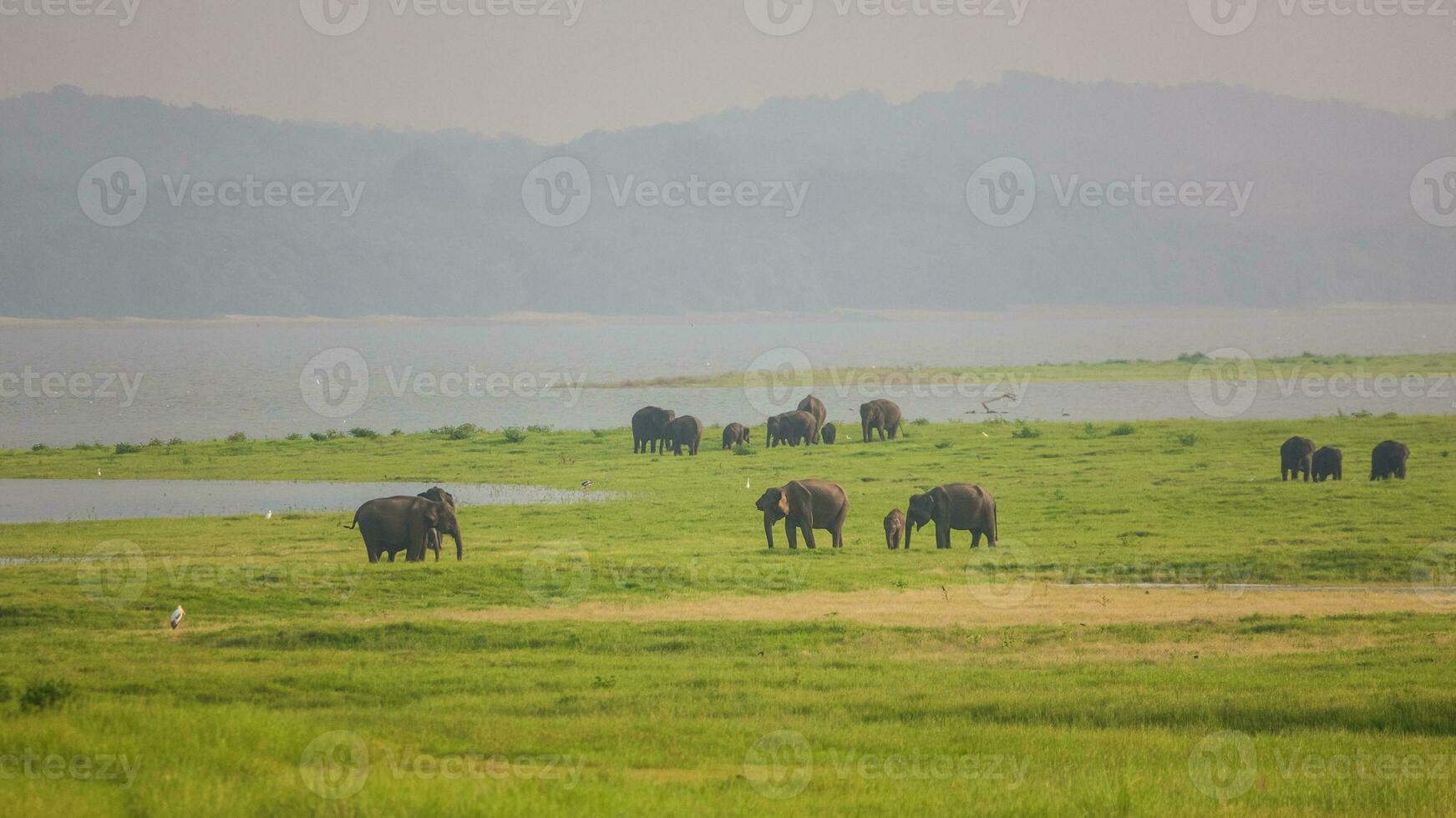 Group of elephants photo