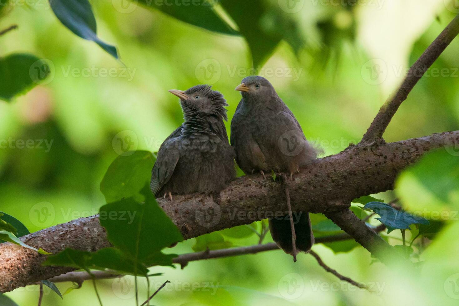 selva charlatán, turdoides estriado pájaro en pie a árbol rama foto