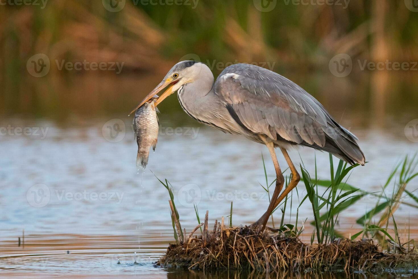 Grey heron in swamp. Bird behavior in natural habitat. photo