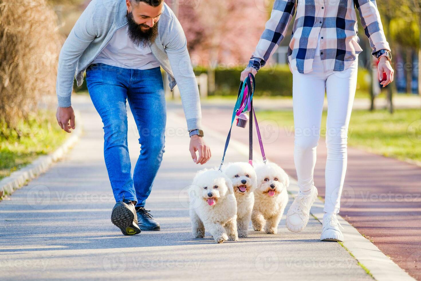 A couple walking their dogs photo