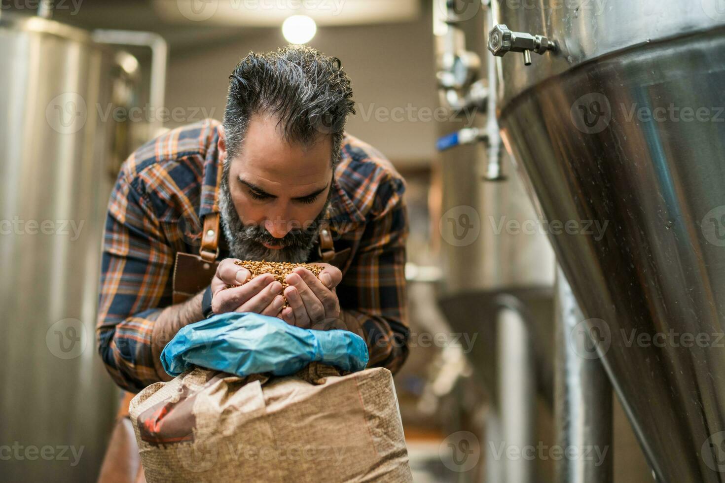 Maestro cervecero examinando el cebada semillas antes de ellos entrar producción. foto