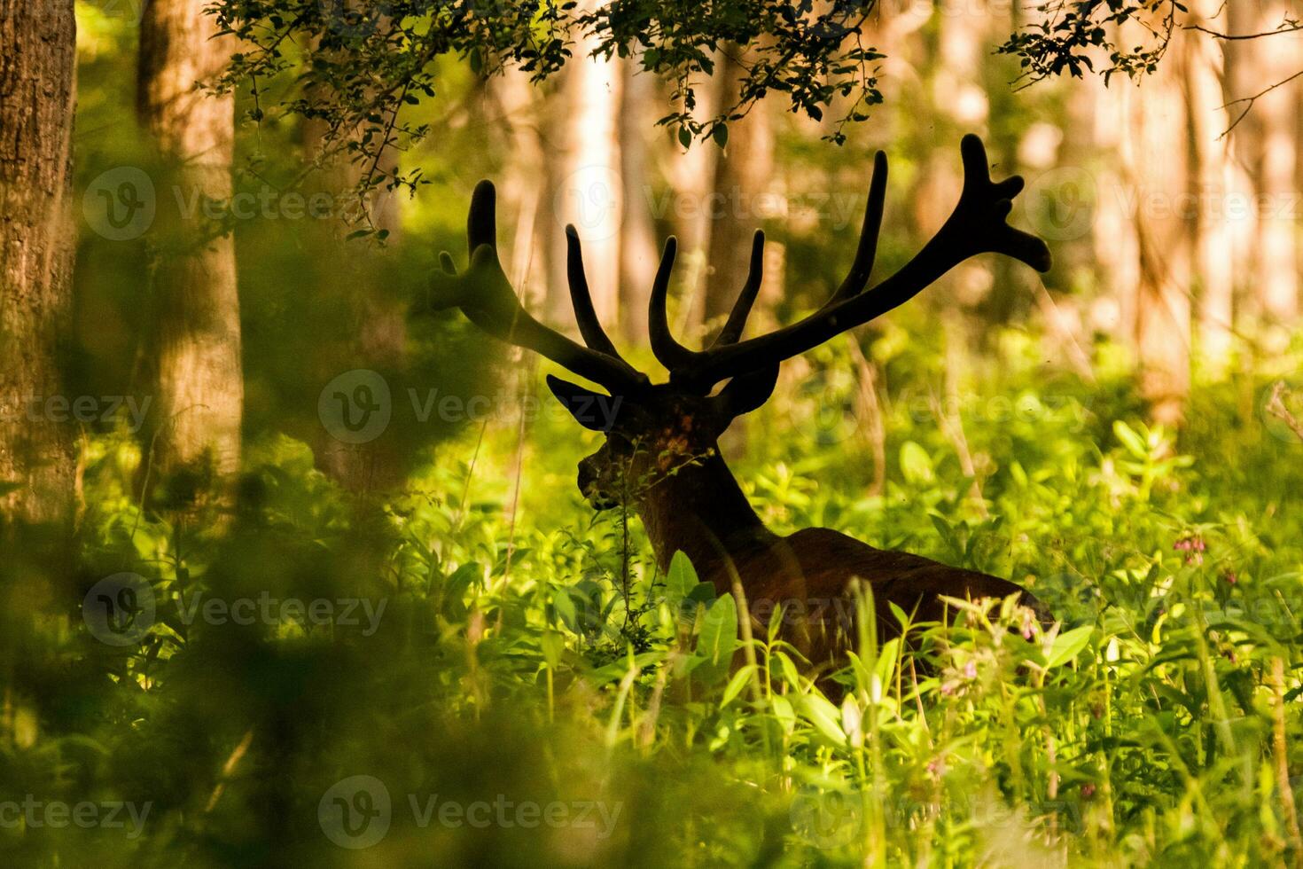 Red deer, Cervus elaphus photo