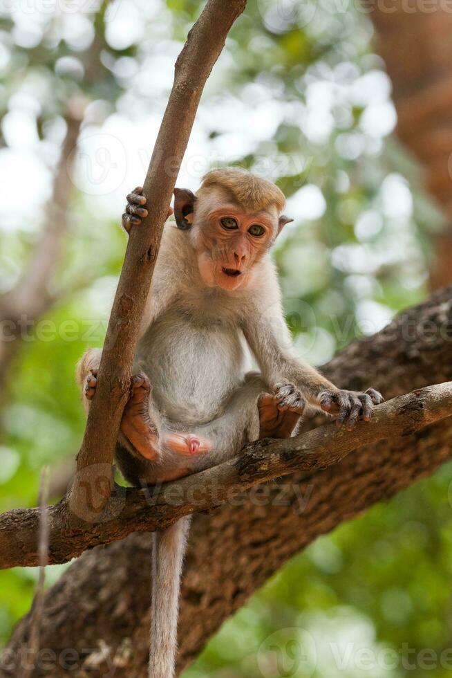 Toque macaque monkey, Macaca sinica, Sri Lanka photo