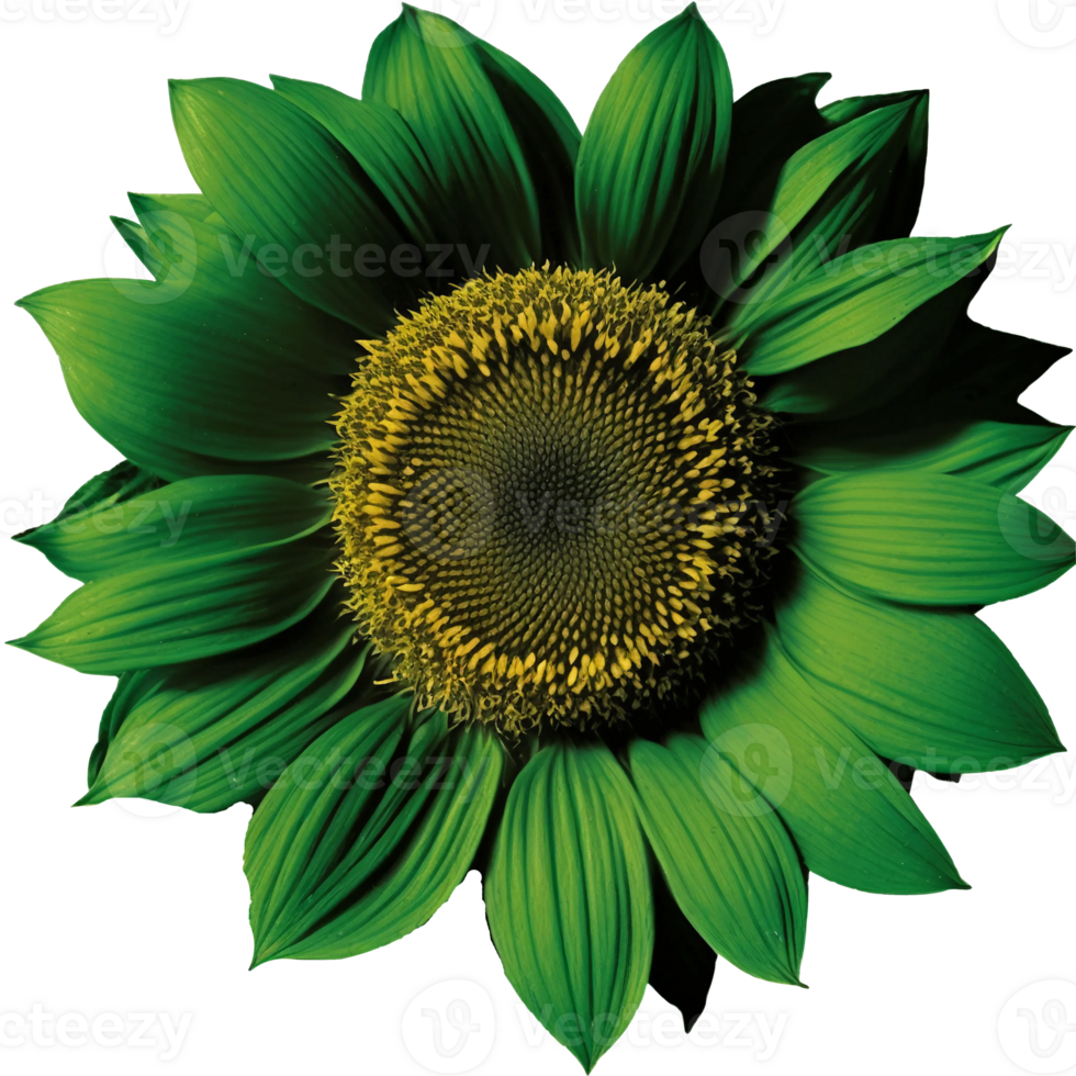 Green sunflower illustration isolated, png