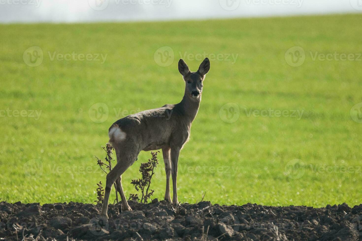 Cute small deer photo