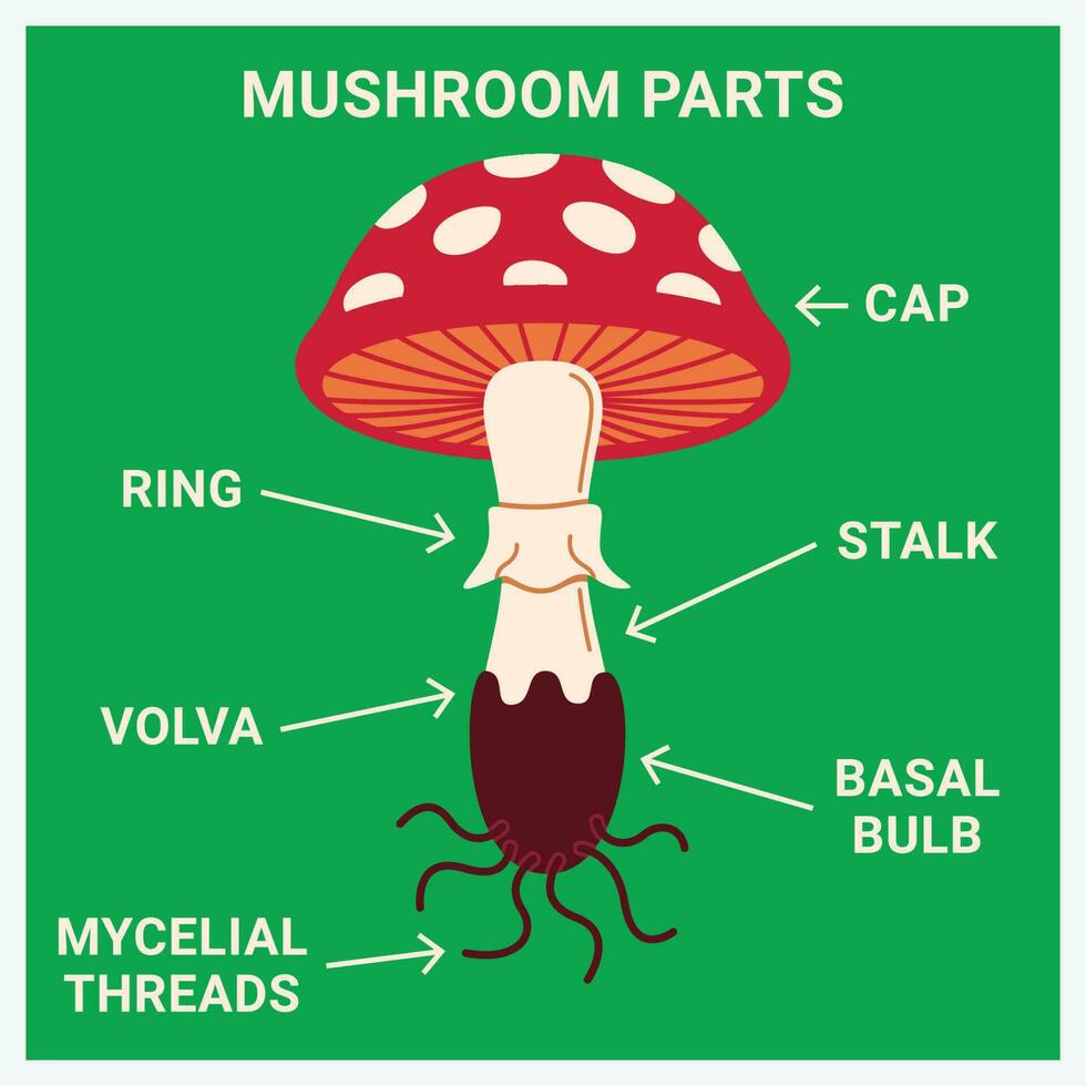 Illustration of Mushroom Parts in Green Background Vector