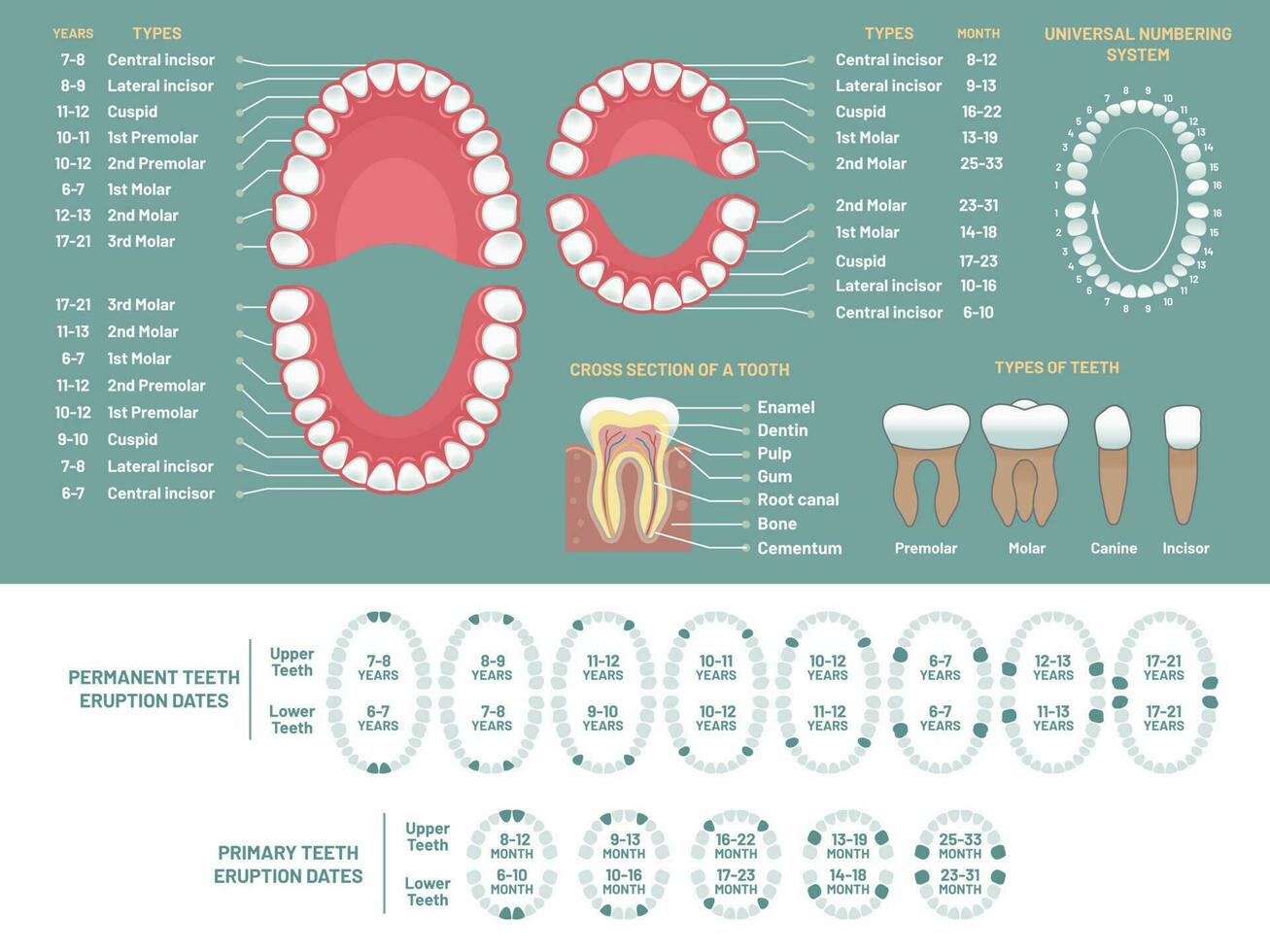 Tooth anatomy chart. Orthodontist human teeth loss diagram, dental scheme and orthodontics medical vector infographic