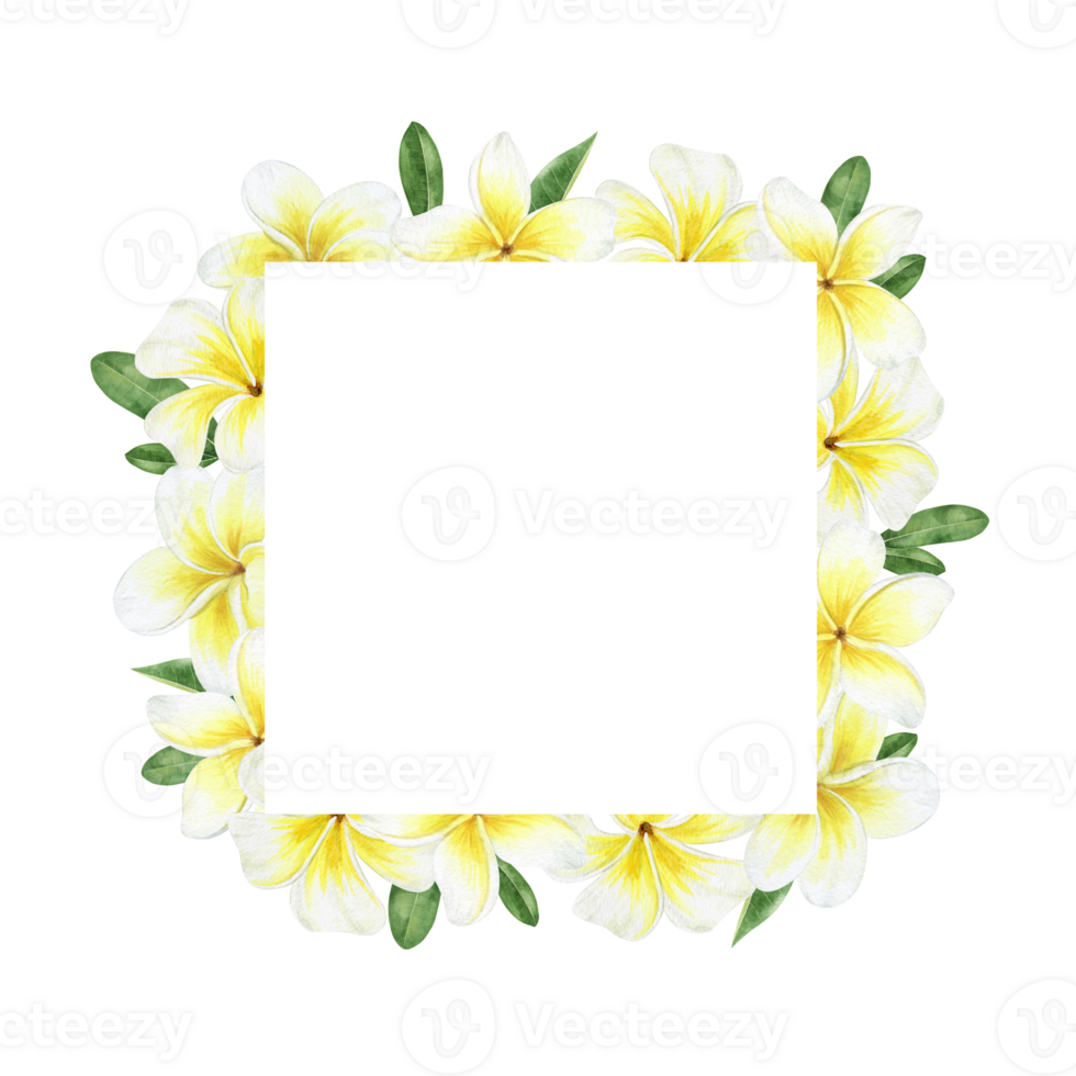 Yellow plumeria flowers. Tropical exotic flowers. Watercolor square frame. For greeting cards, postcard, scrapbooking, packaging design png