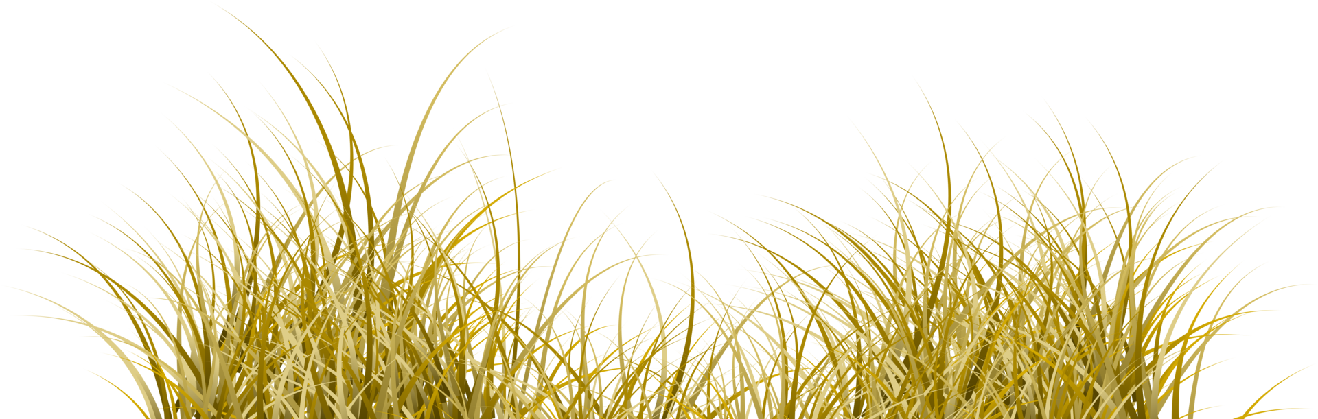 dry grass. dead grass transparent background png