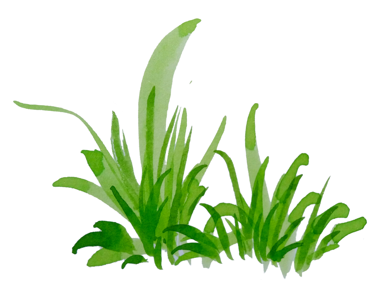 watercolor green grass png