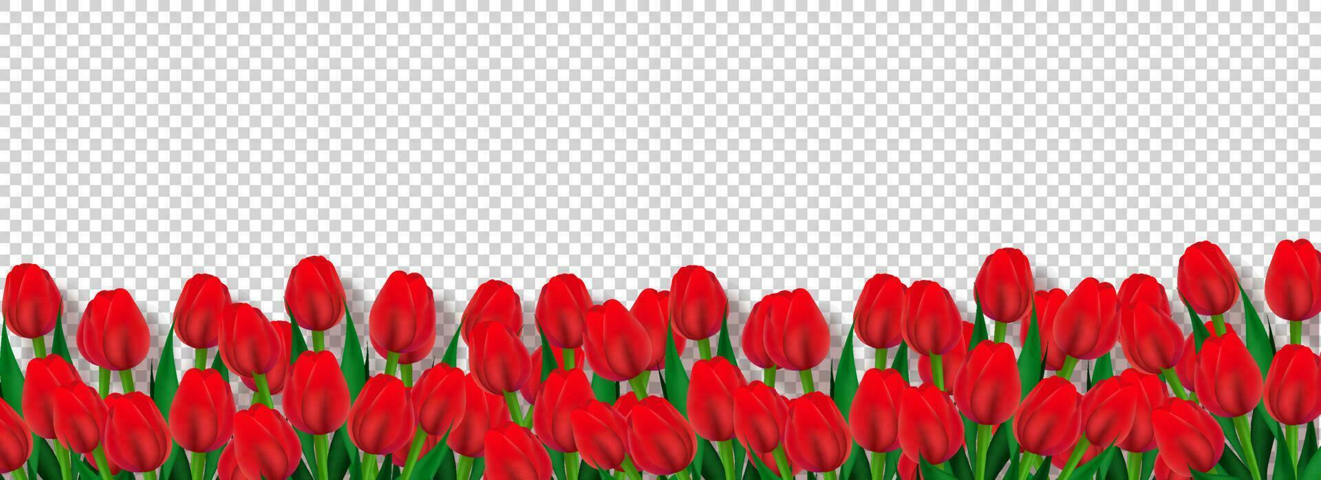 Red tulip flowers decorated transparent background, advertising header or banner design. vector
