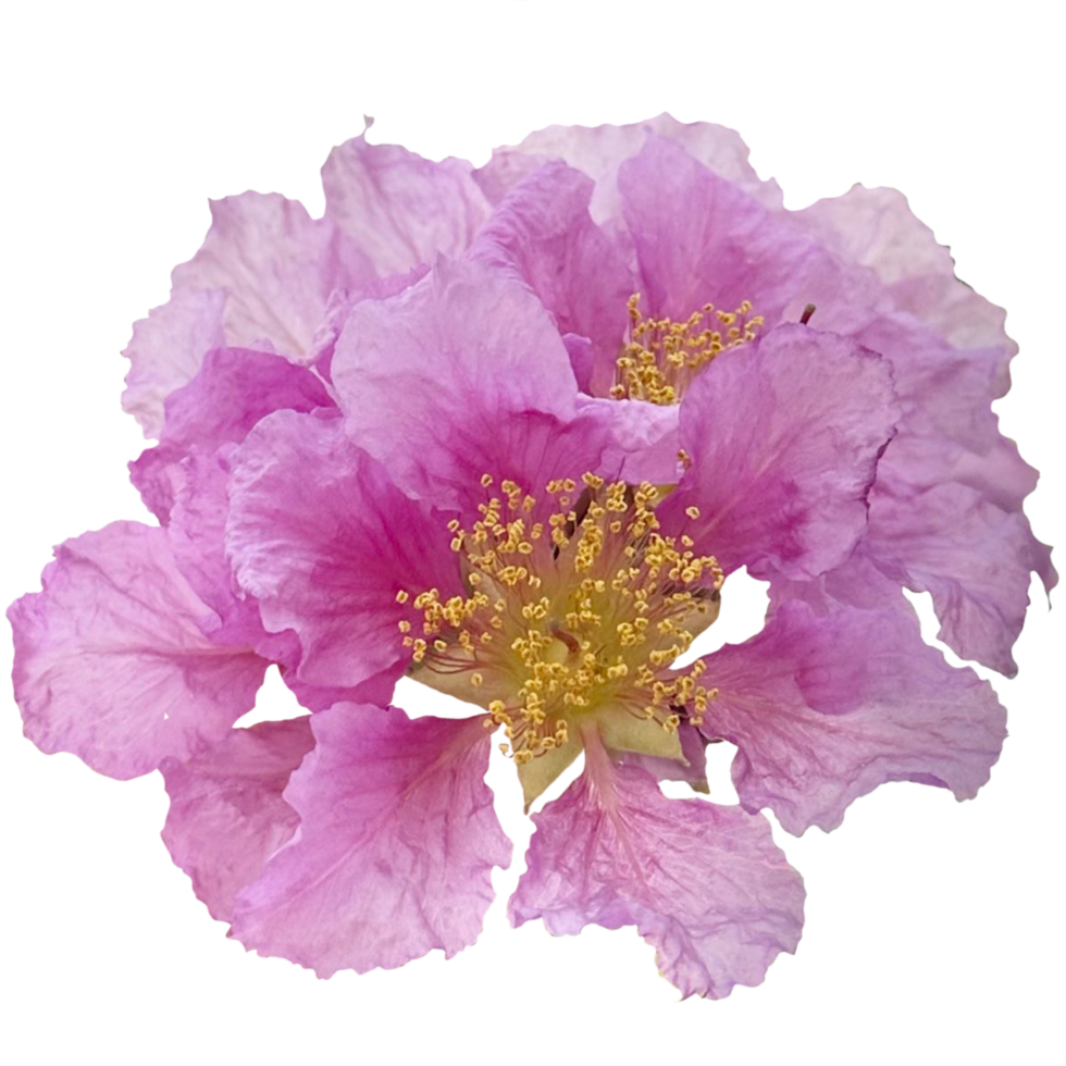 Pride of India Plant png