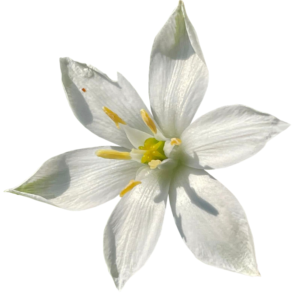 Ornithogalum Umbellatum Grass Lily png