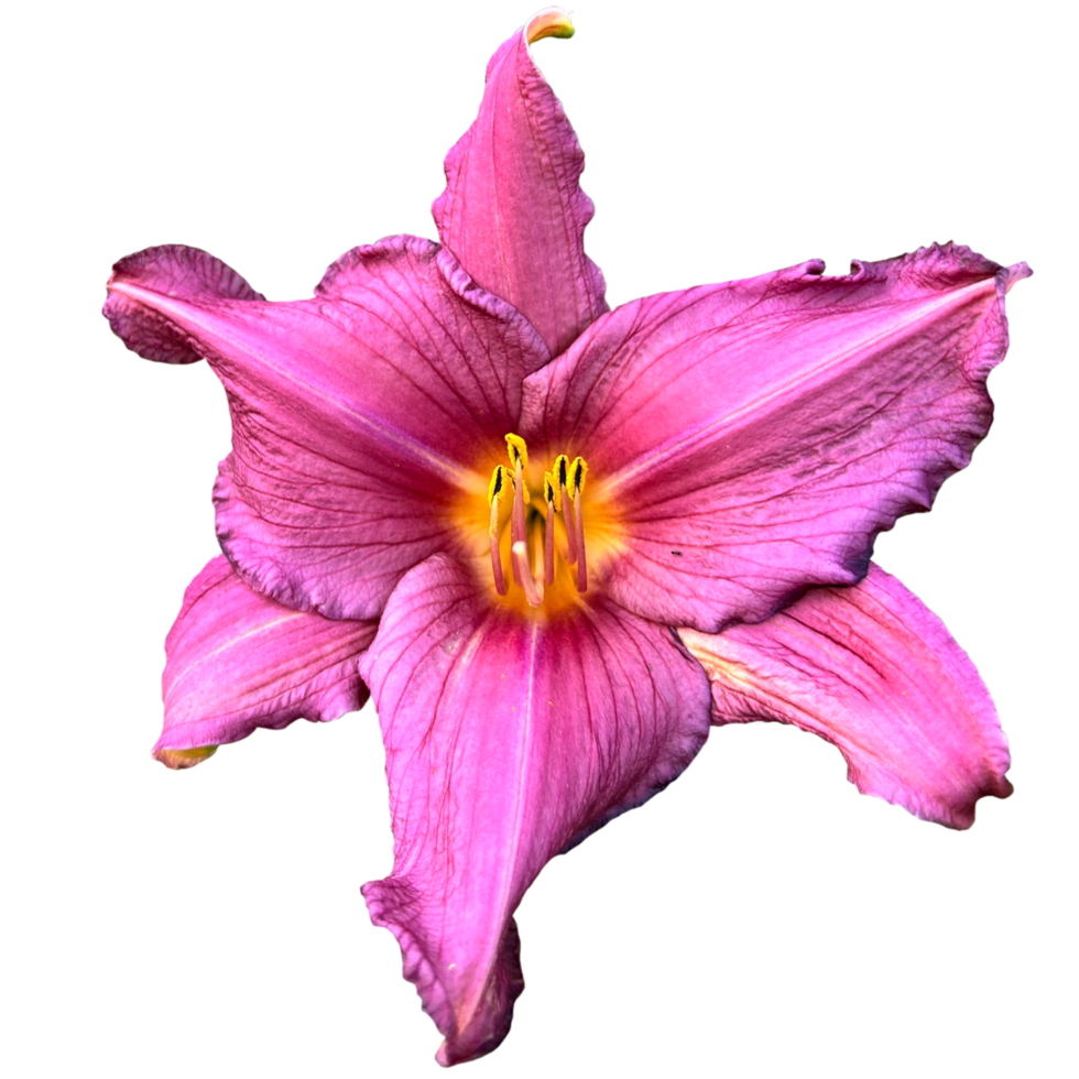 The Lilies of the Field png