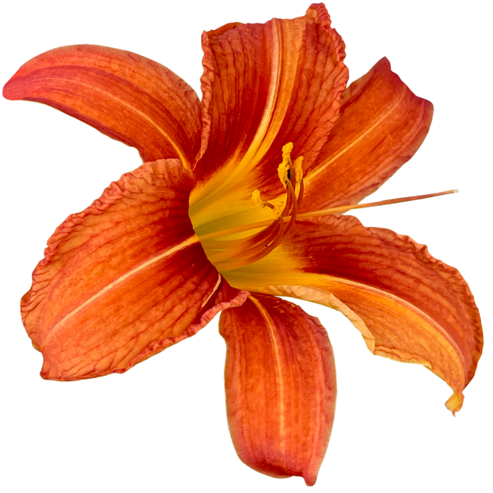 Orange lis du jour plante png