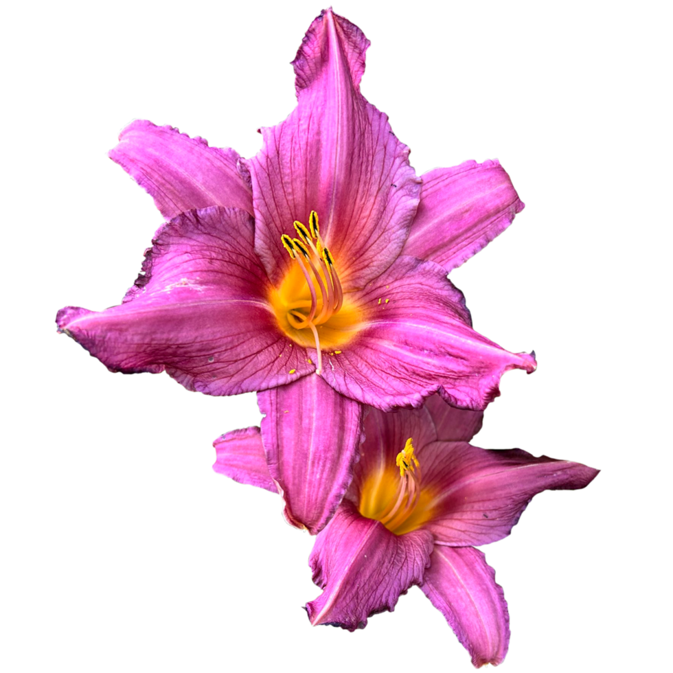 The Lilies of the Field 23958971 PNG