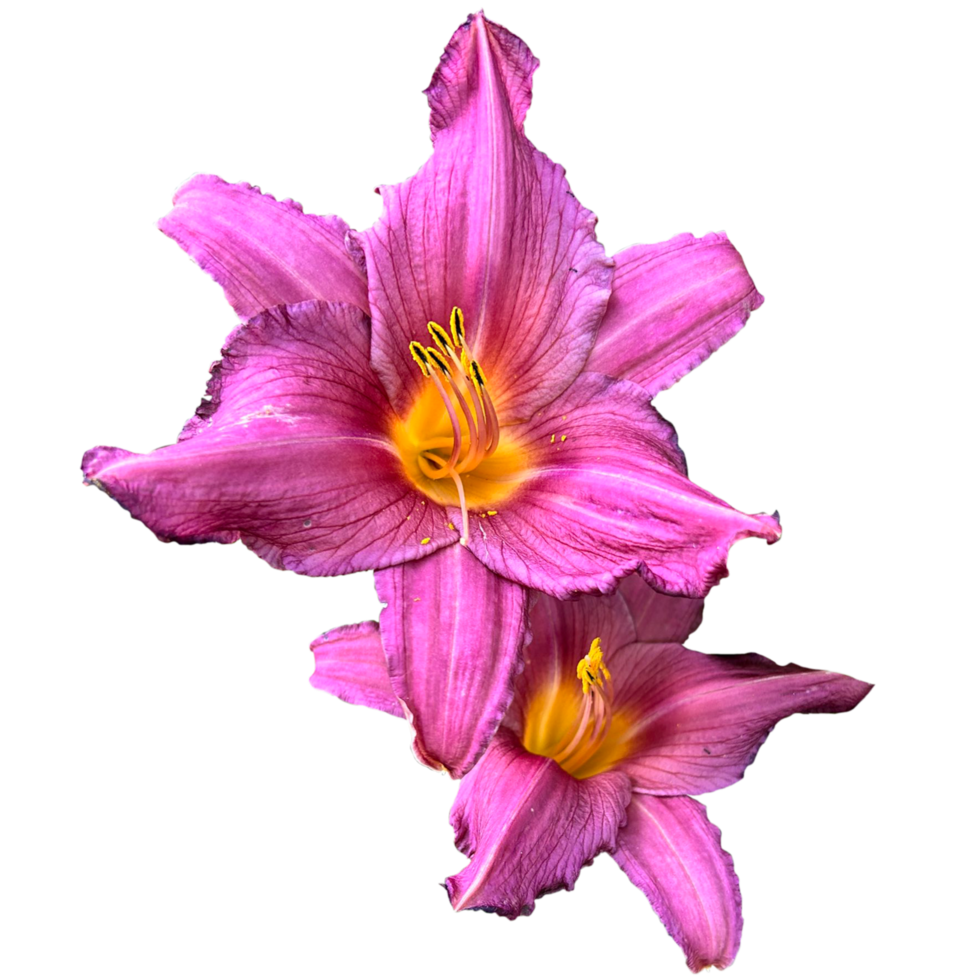 The Lilies of the Field png