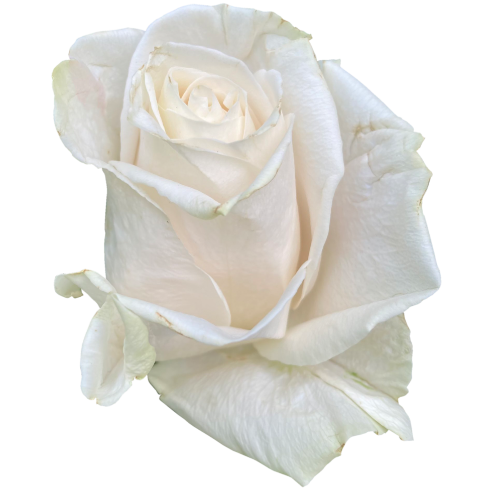 Weiß Rose von York png
