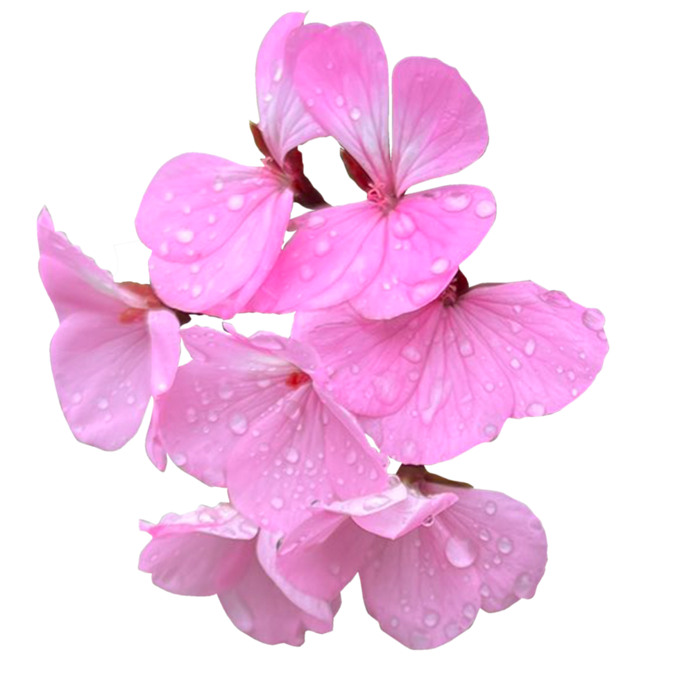 Ivy geranium Plant png