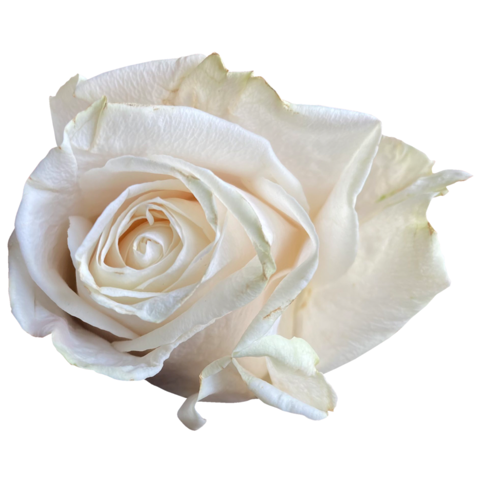 blanco Rosa de York png