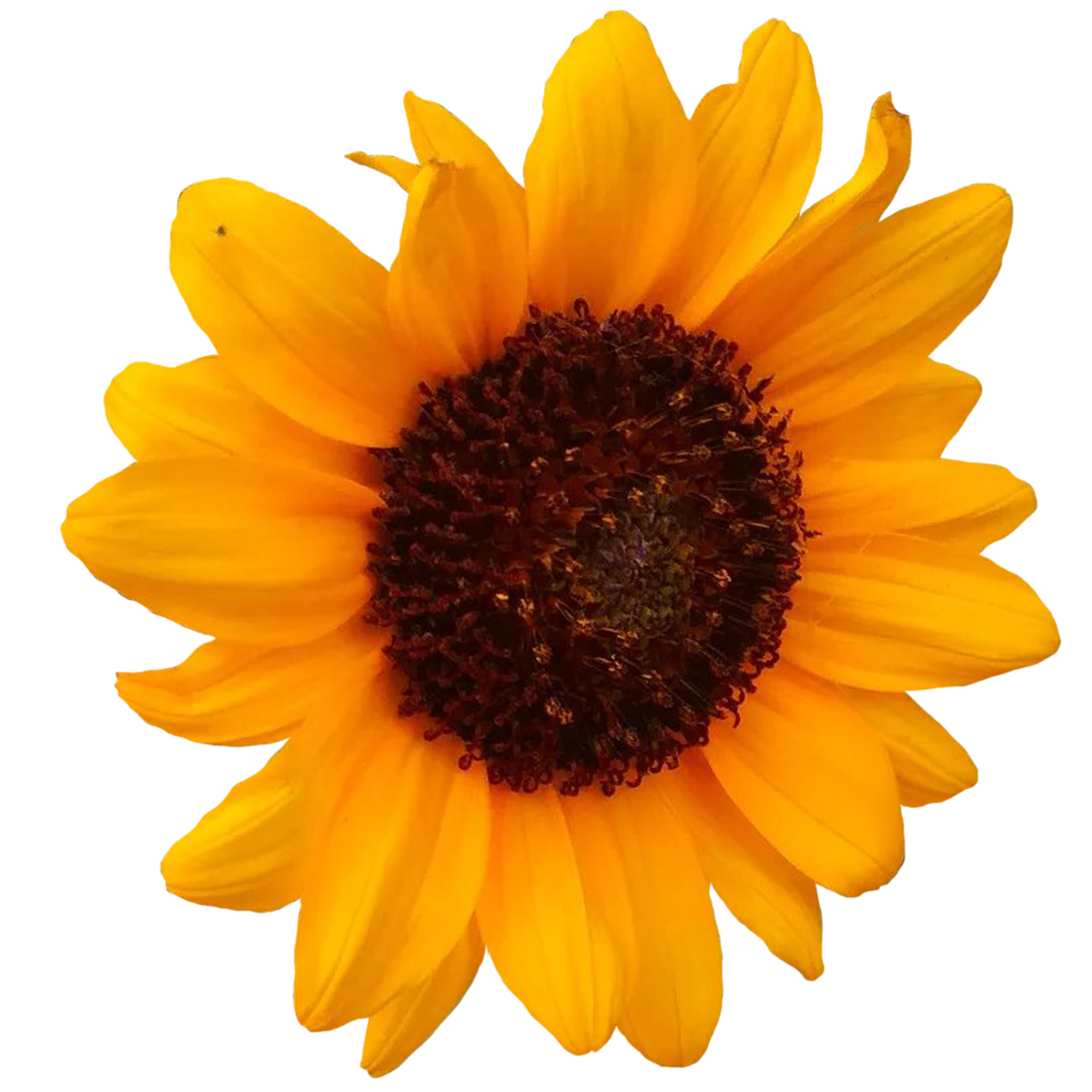 Common sunflower Plant 23958984 PNG