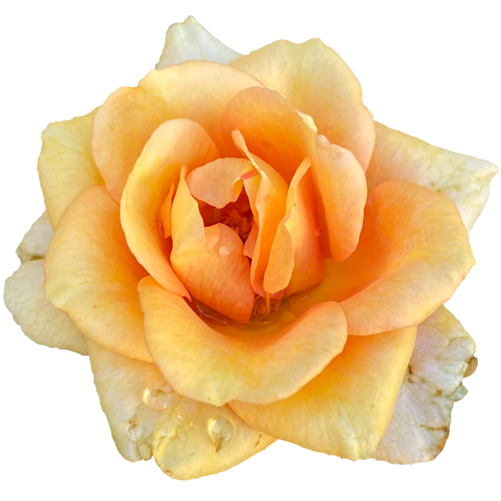 floración naranja Rosa planta png
