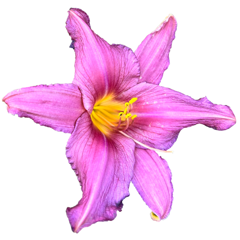 The Lilies of the Field png