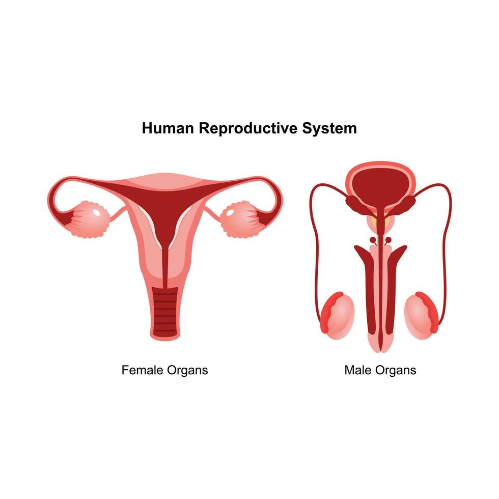 Male and female reproductive system. Anterior view of human reproductive system. Anatomical vector illustration in flat style over white background.