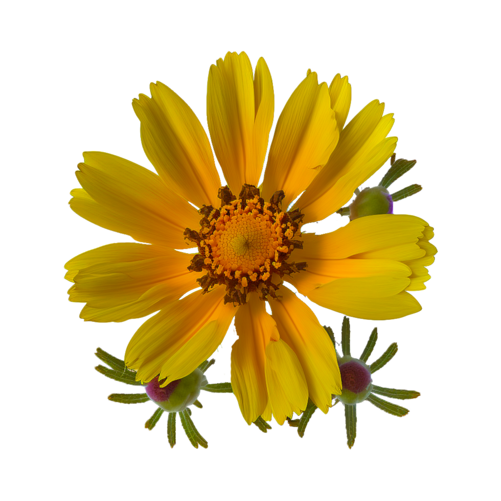 fleur de marguerite jaune png